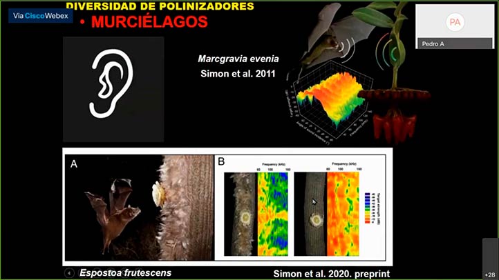 Es fundamental proteger a los animales polinizadores: Pedro Aguilar