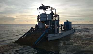 Desde mayo se han recolectado 803 toneladas de sargazo en Quintana Roo: Semar