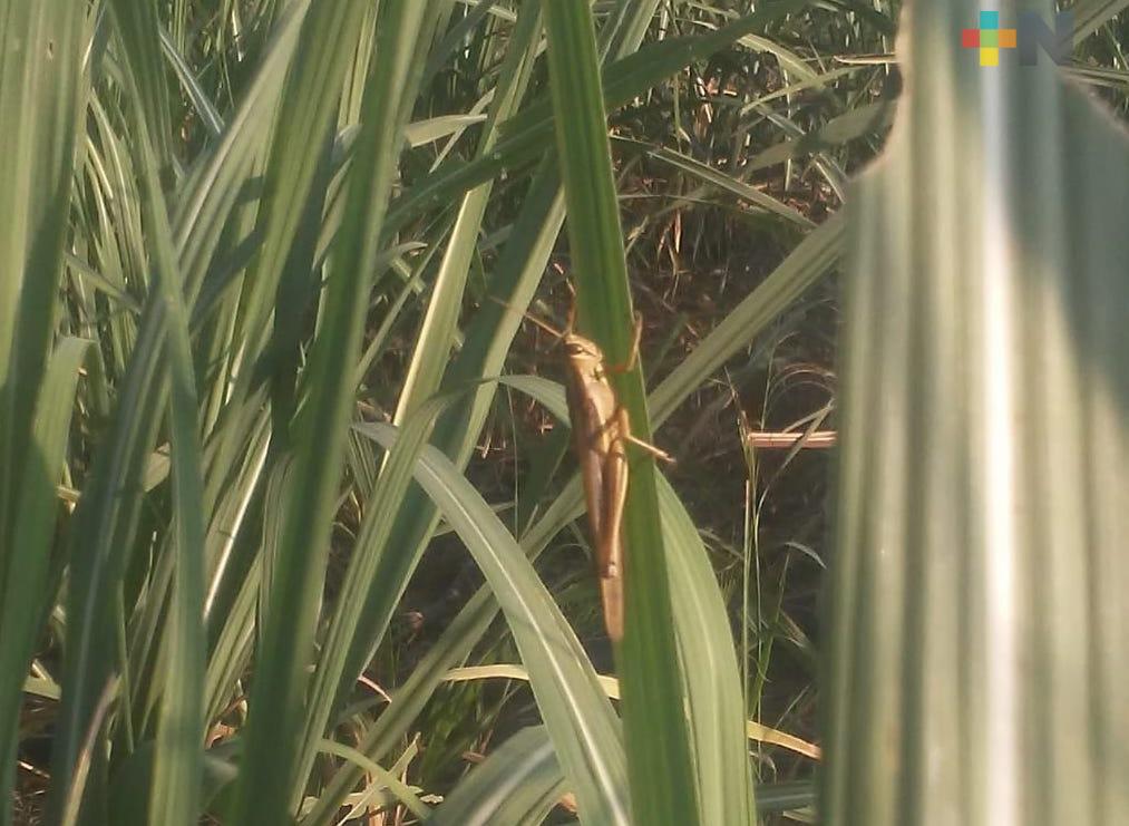 Preocupa plaga de langostas a sector cañero de la zona centro