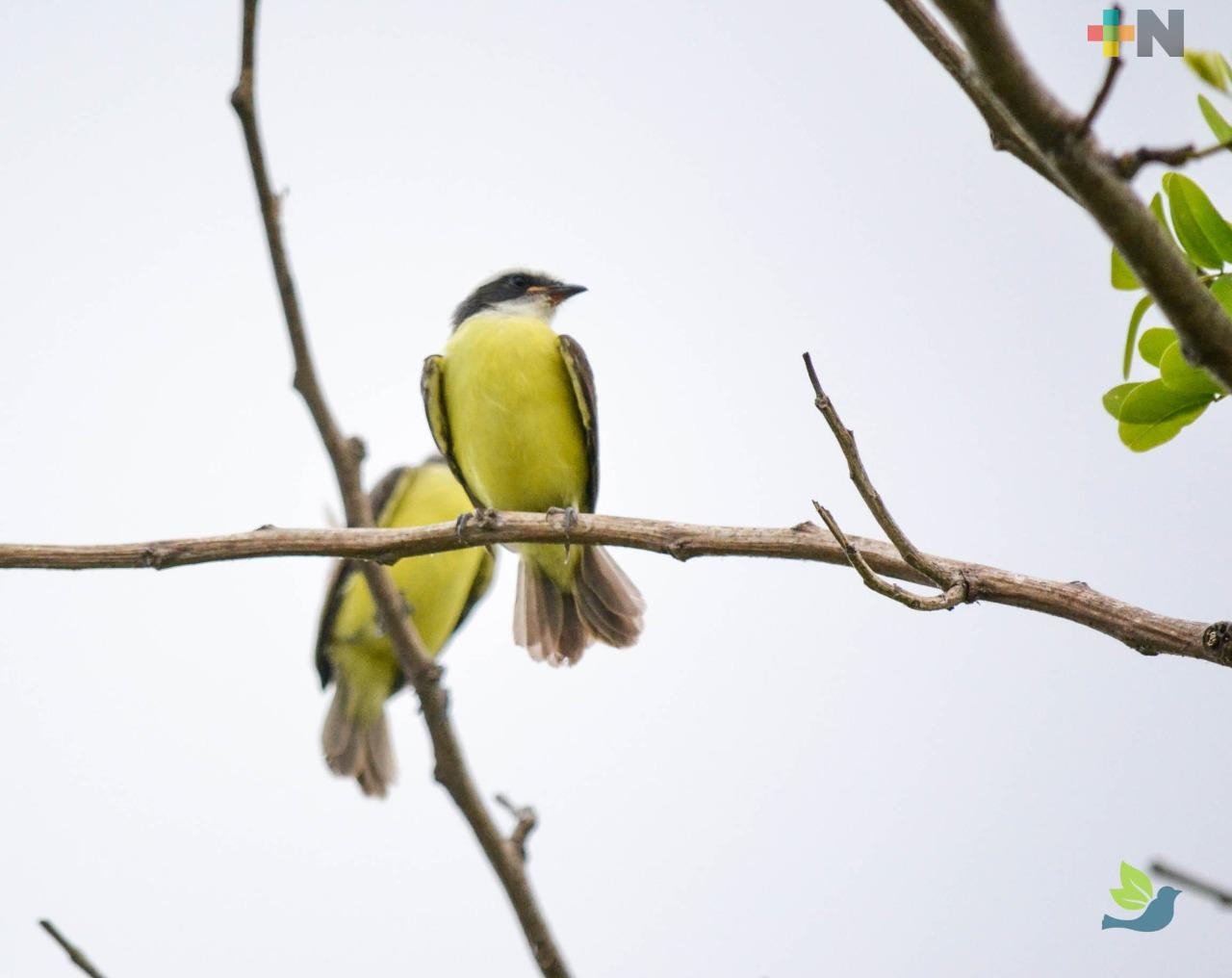 Observación de aves sin salir de casa