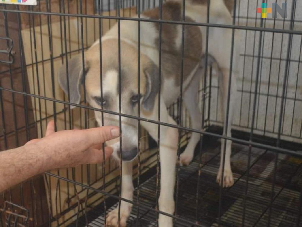 Perrito desamparado porque su dueño falleció de COVID-19, espera ser adoptado, en Coatzacoalcos