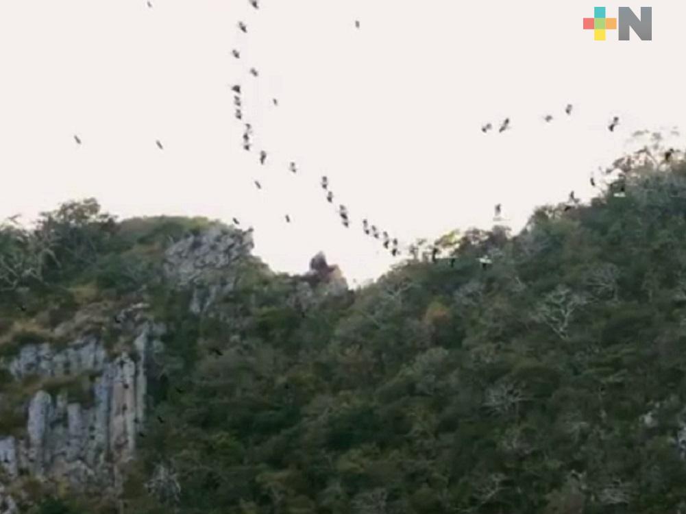 De agosto a octubre se da el mayor avistamiento de aves en Puente Nacional