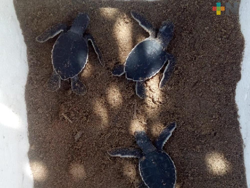 Habitantes de la comunidad de Guillermo Prieto, testigos del nacimiento de 80 tortugas