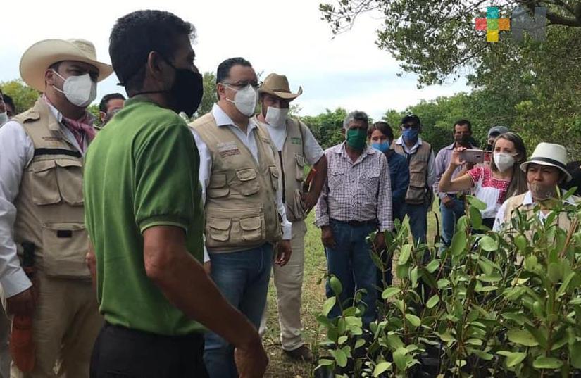 Titulares del Bienestar supervisan avances del programa Sembrando Vida  en zona norte de Veracruz