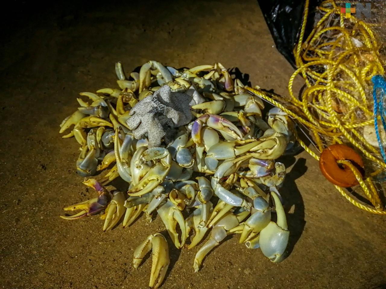 Pese a veda y operativos continúa pesca de cangrejo azul en Tamiahua