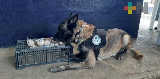 Agentes caninos detectan droga en CAXA y CERESO de Pacho Viejo; dos detenidos