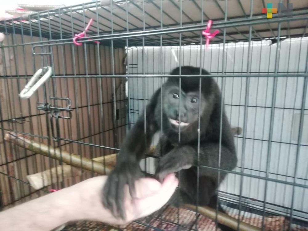 Liberación de primates resguardados, se hará por etapas: veterinario