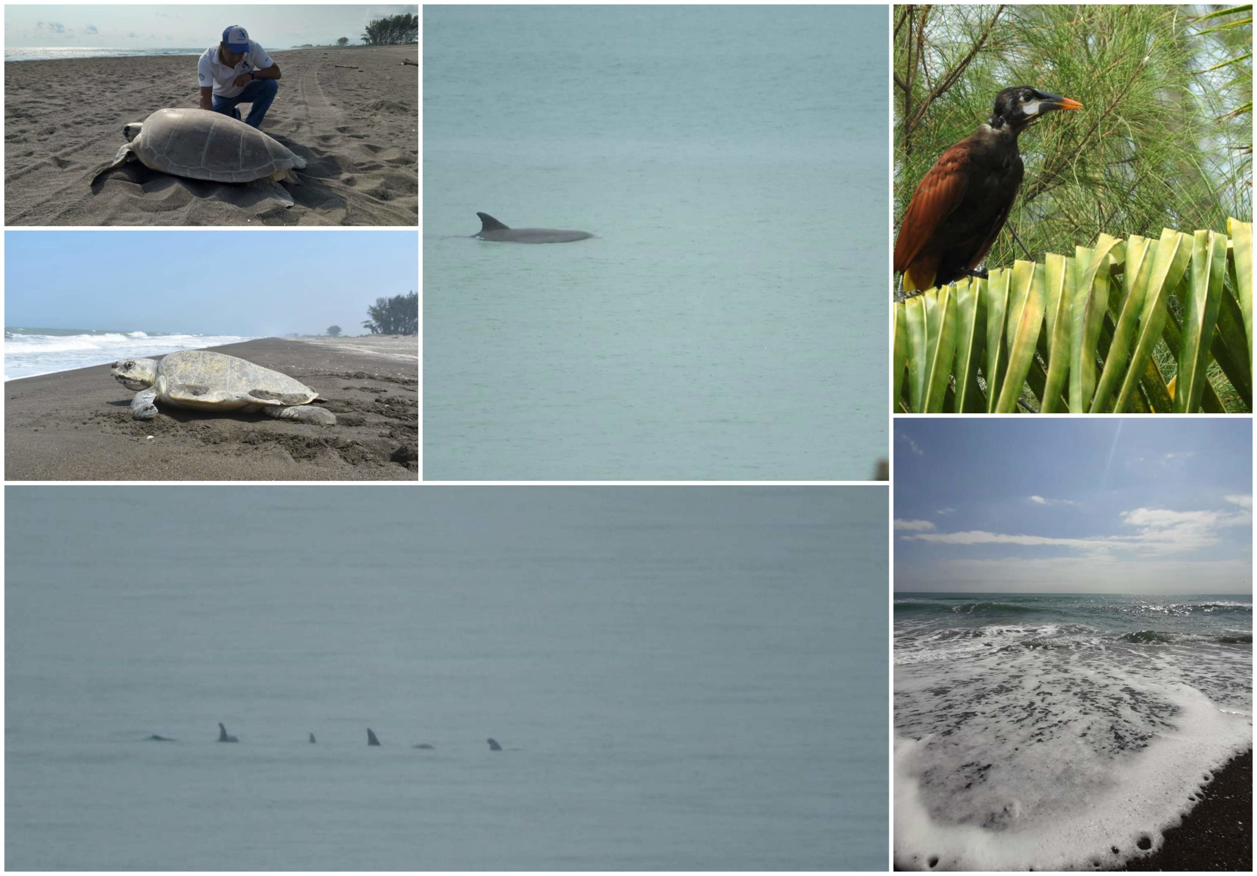 Delfines, aves migratorias y playas limpias en Nautla durante estas semanas
