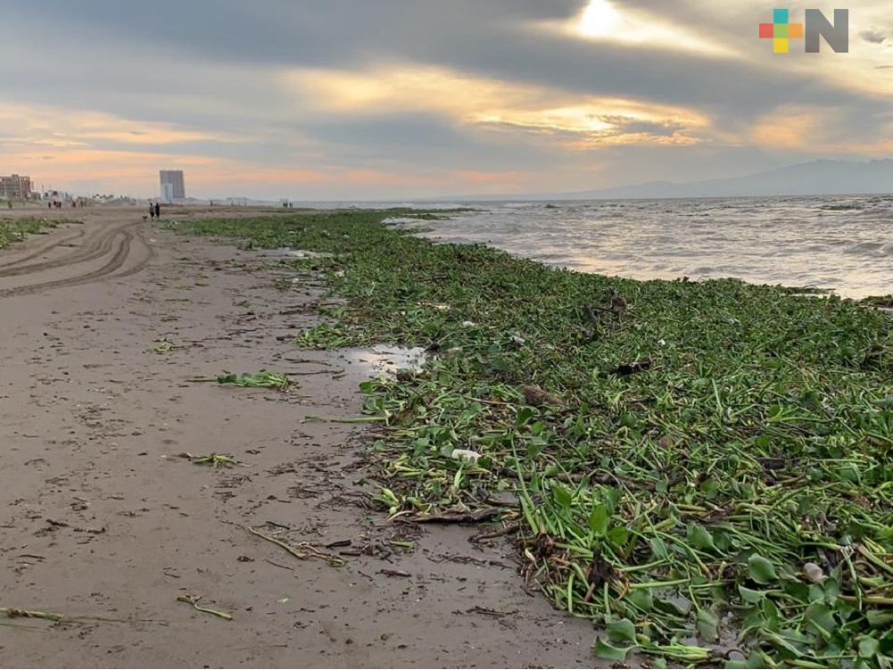 Toneladas de pantano, palotada y residuos plásticos llegan a playas de Coatzacoalcos