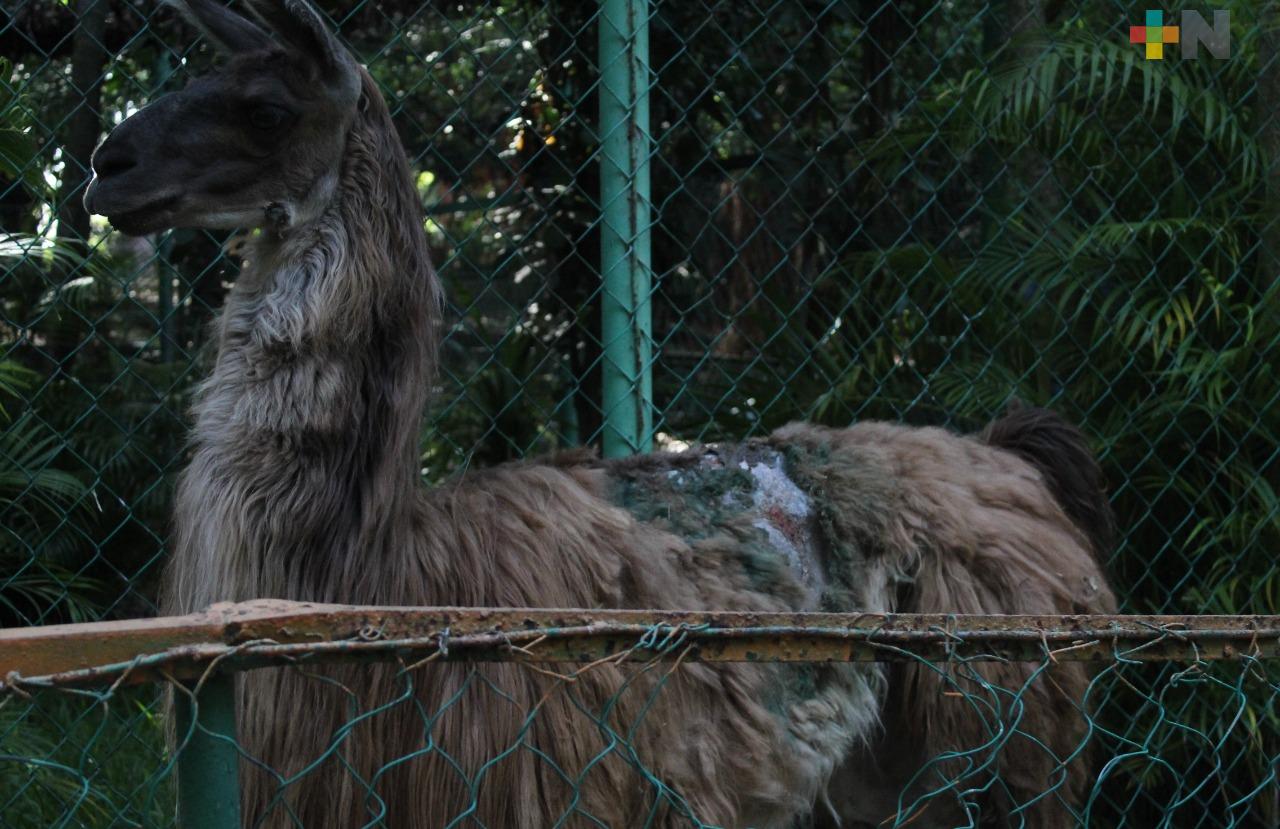 En abandono el zoológico de la ciudad de Veracruz