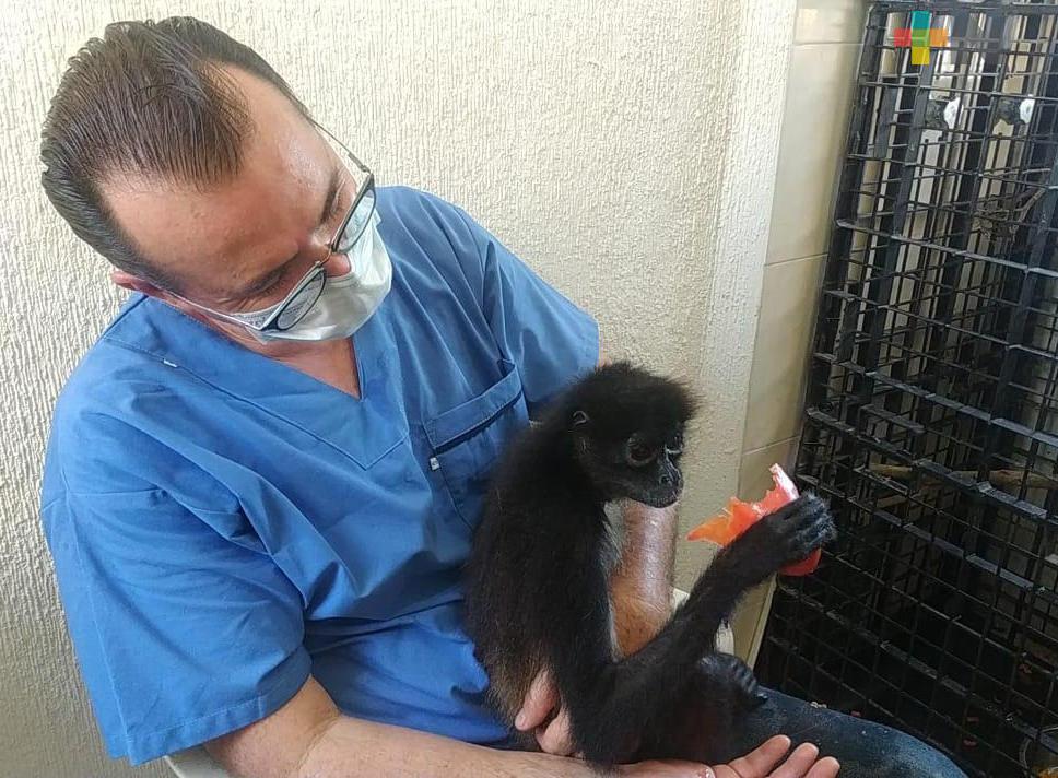 Profepa auxilia a «Pillina”, mono araña de Nanchital