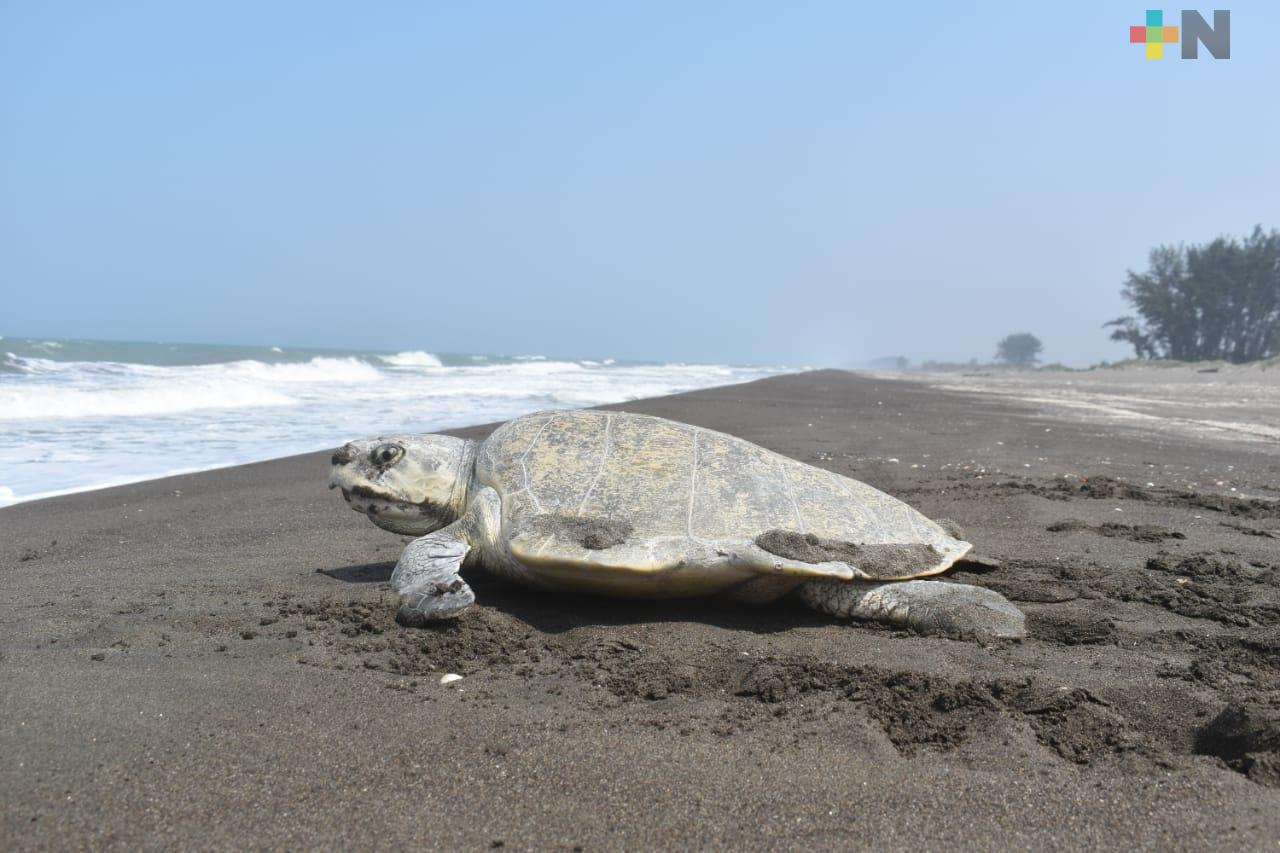 En abril y mayo se espera la llegada de tortugas marinas a costas veracruzanas