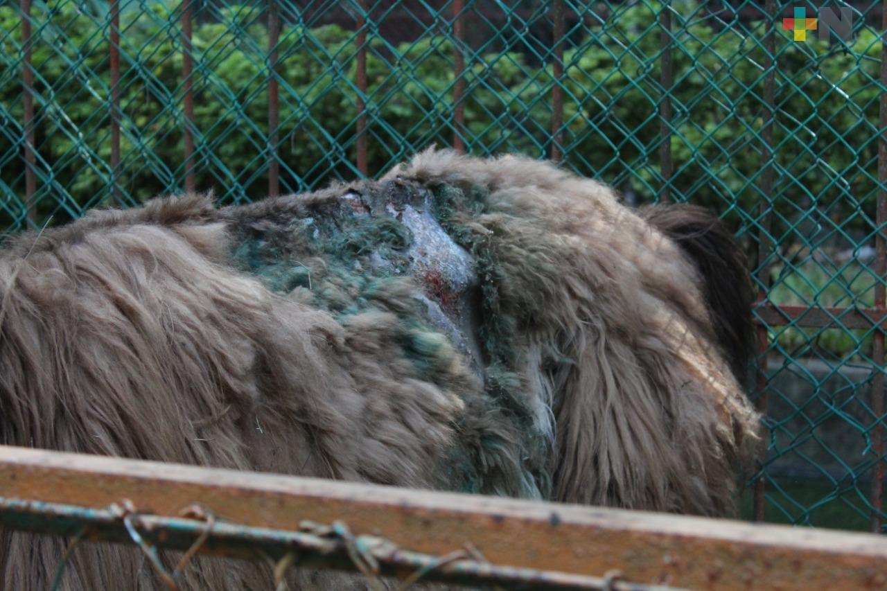 Ambientalistas interpondrán una denuncia por situación de animales en zoológico de Veracruz