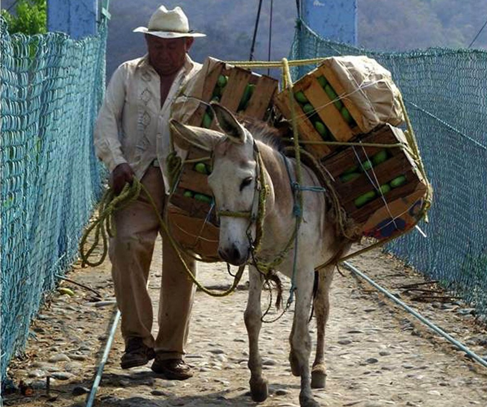 El burro, lejos de desaparecer