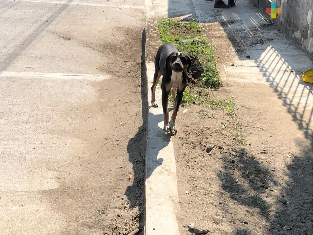 En Martínez de la Torre, aumenta el número de perros abandonados