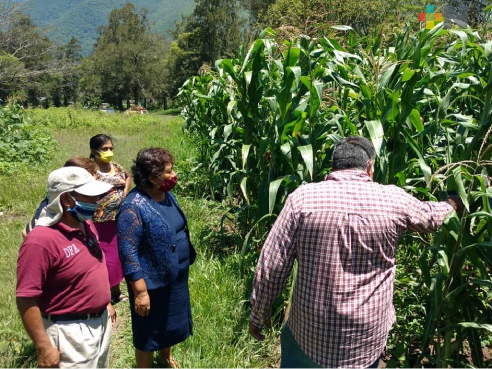 Entregan herbicida a productores del campo de la zona Aserradero de Nogales