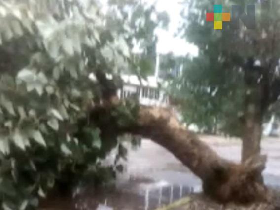 Frente Frío 4 provoca caída de árboles en Coatzacoalcos