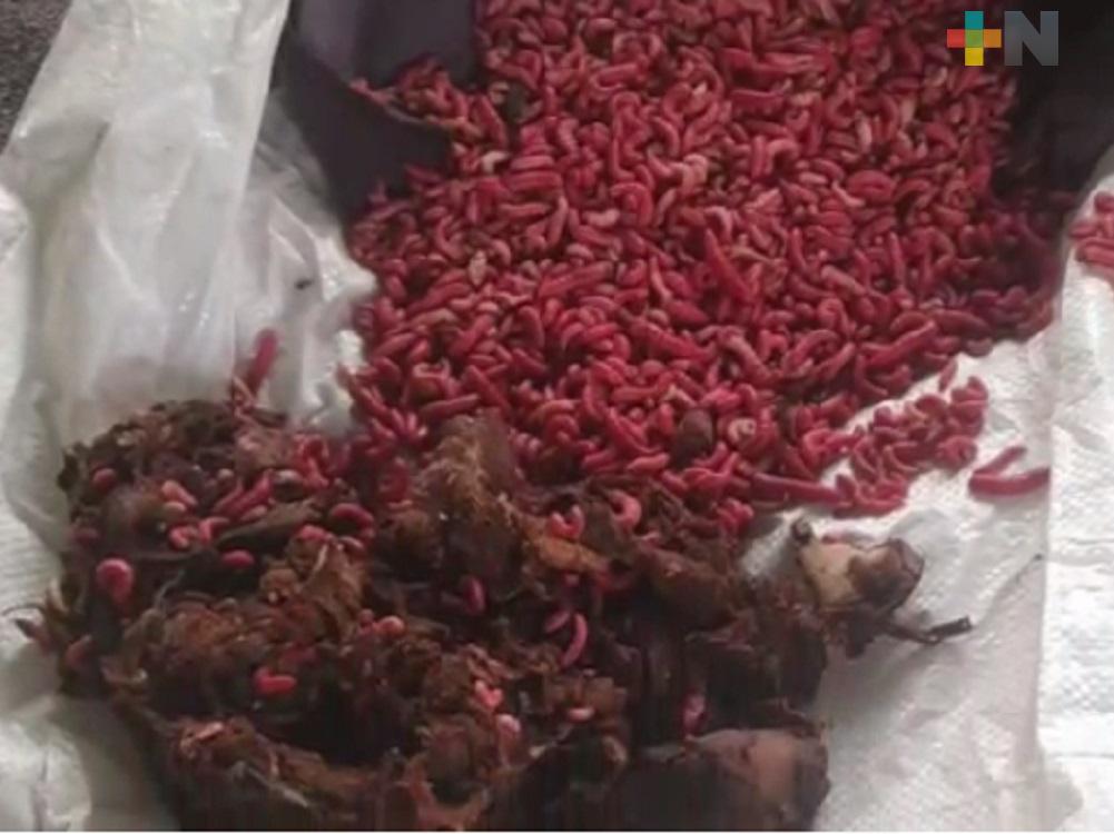Comunidad Las Blancas municipio de Huayacocotla ofrece para la gastronomía gusanos de maguey