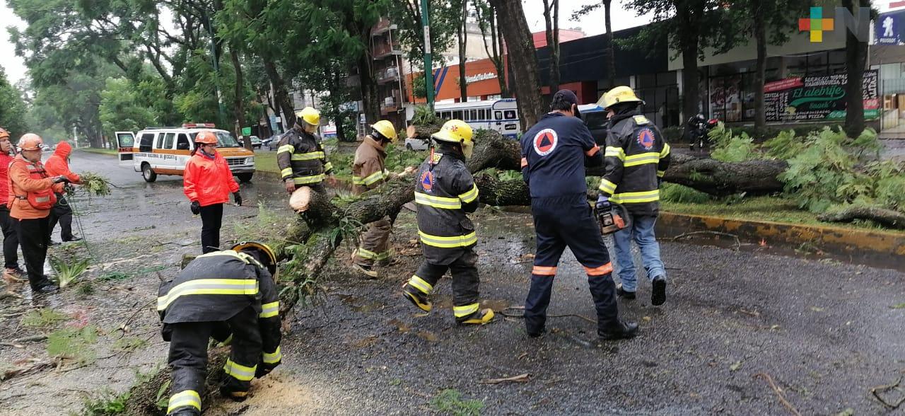 Sin afectaciones  por caída de árboles en Xalapa