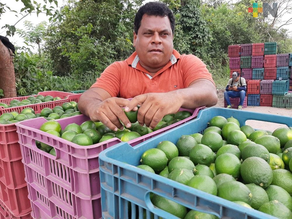 Inicia crisis para el sector limonero en la región de Martínez de la Torre