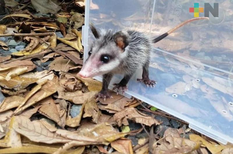 Entre 20 y 40 denuncias de crueldad contra tlacuaches al mes: protectora de animales