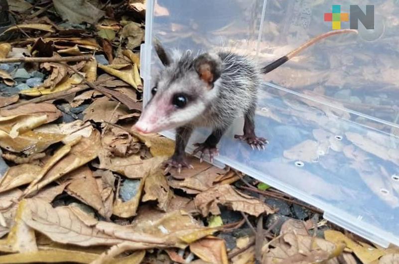 En últimos meses han rescatado a 17 tlacuaches en Coatzacoalcos