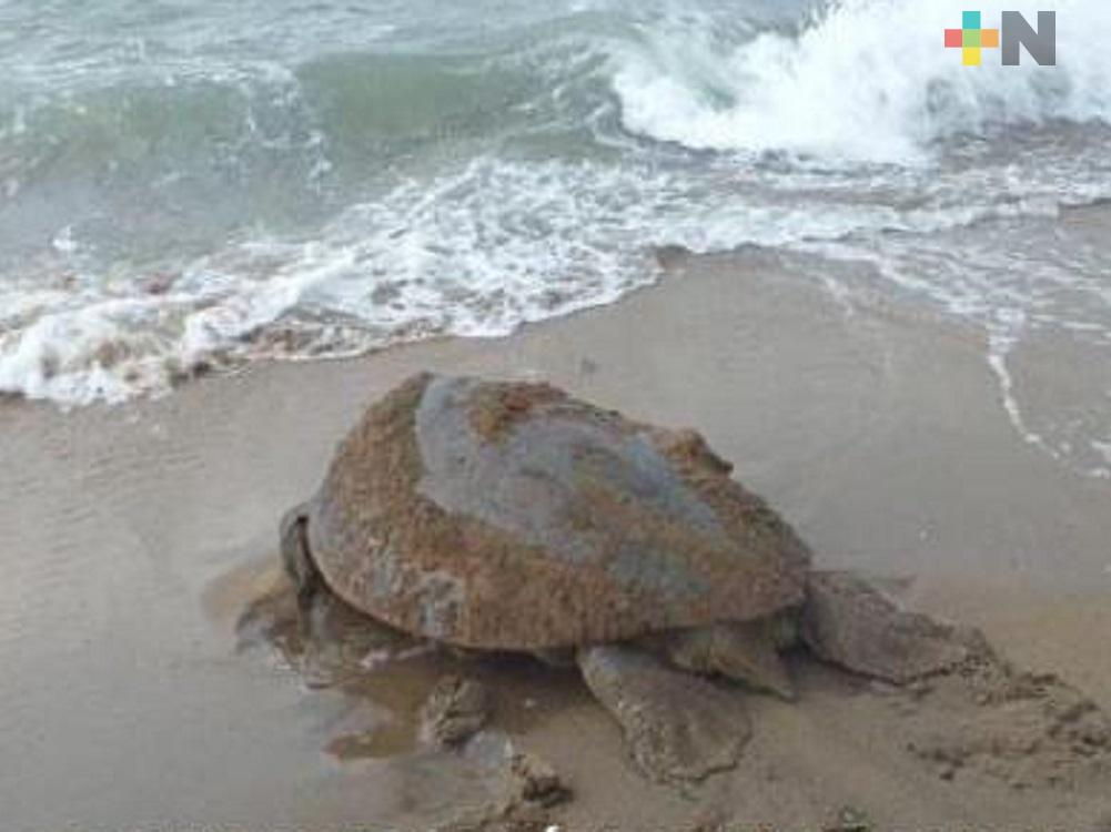 Tortugas marinas han desovado en la congregación de Guillermo Prieto de Coatzacoalcos