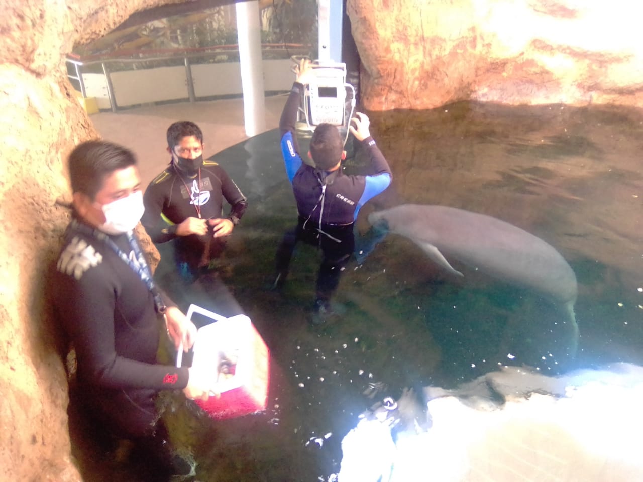 Celebra Acuario de Veracruz el Día Nacional del Manatí