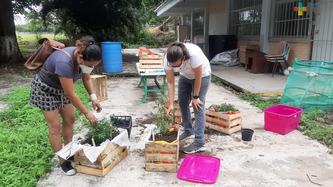 Huertos en casa benefician a 100 familias de comunidad de Boca del Río
