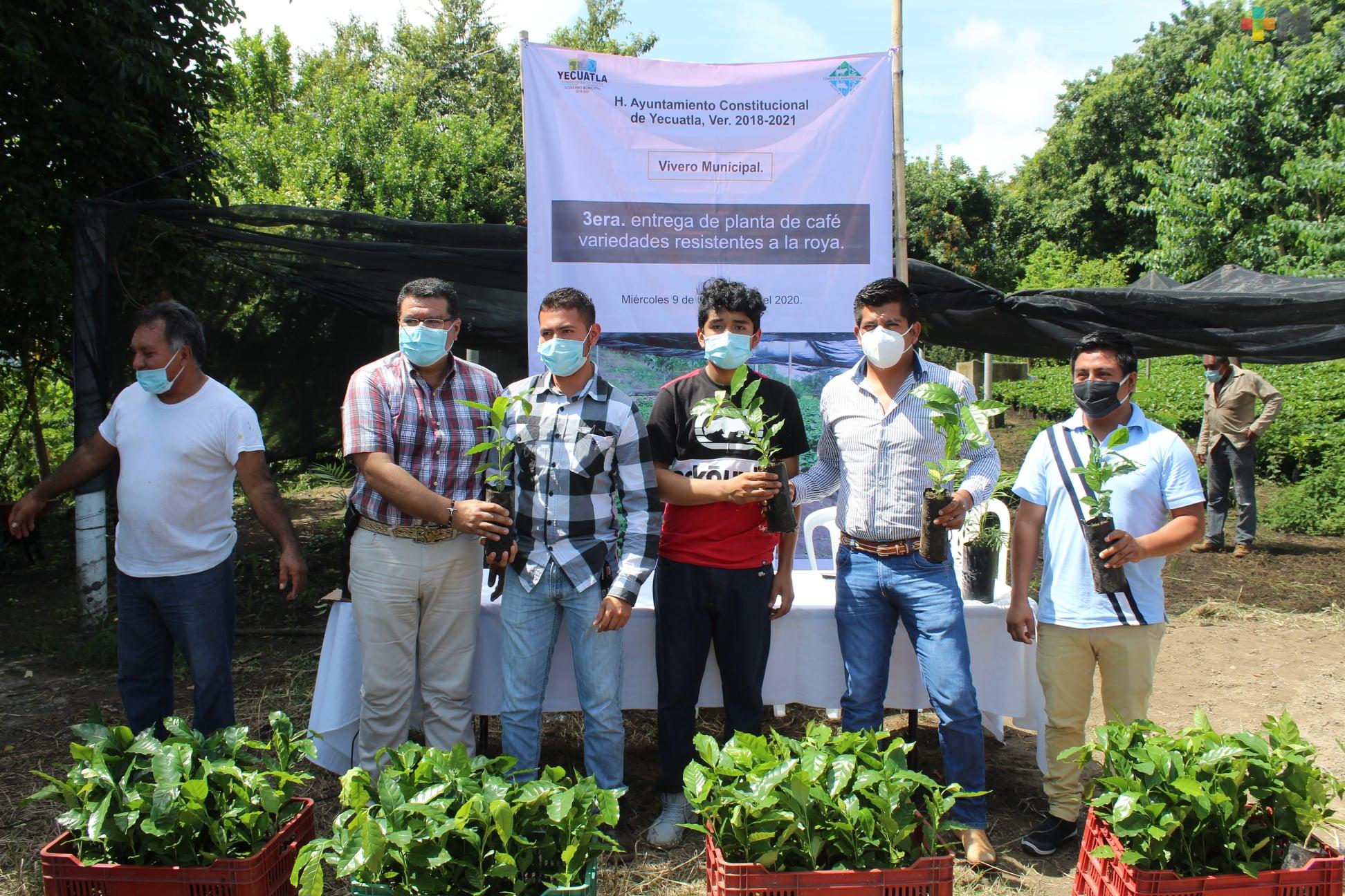 En Yecuatla, realizan tercera entrega de plantas de café