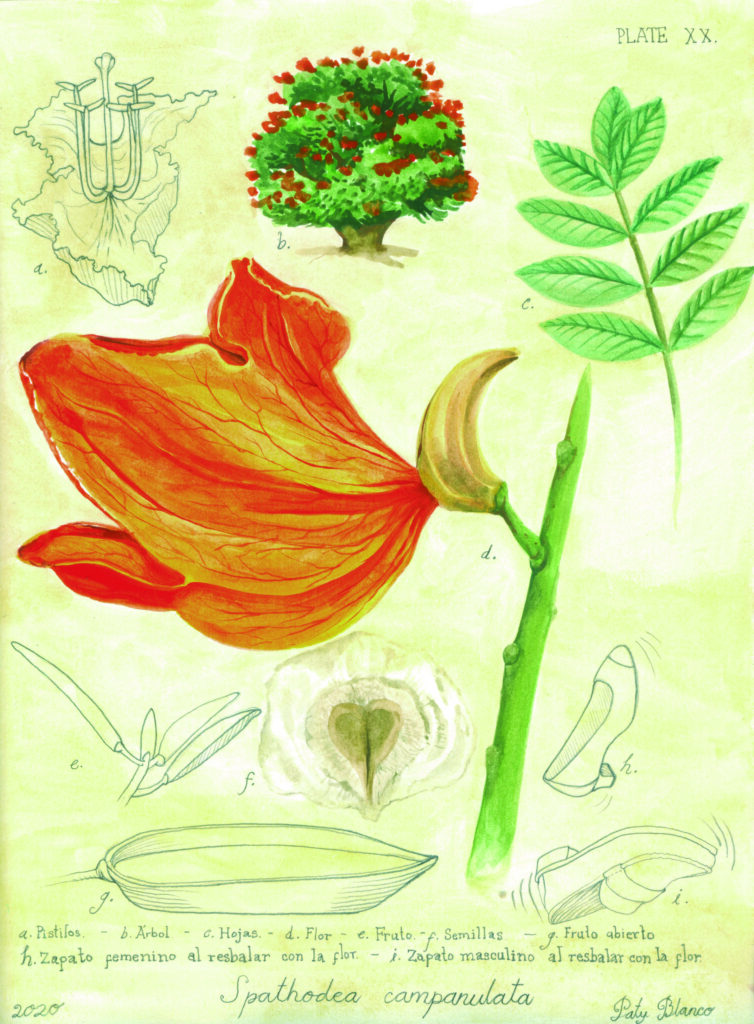 Presenta IVEC Bitácora vegetal, infografías de las especies de flora del JEX