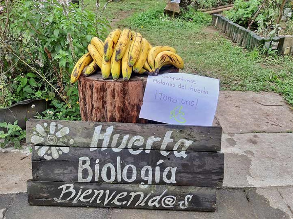 Biología UV muestra cómo crear huertos agroecológicos caseros