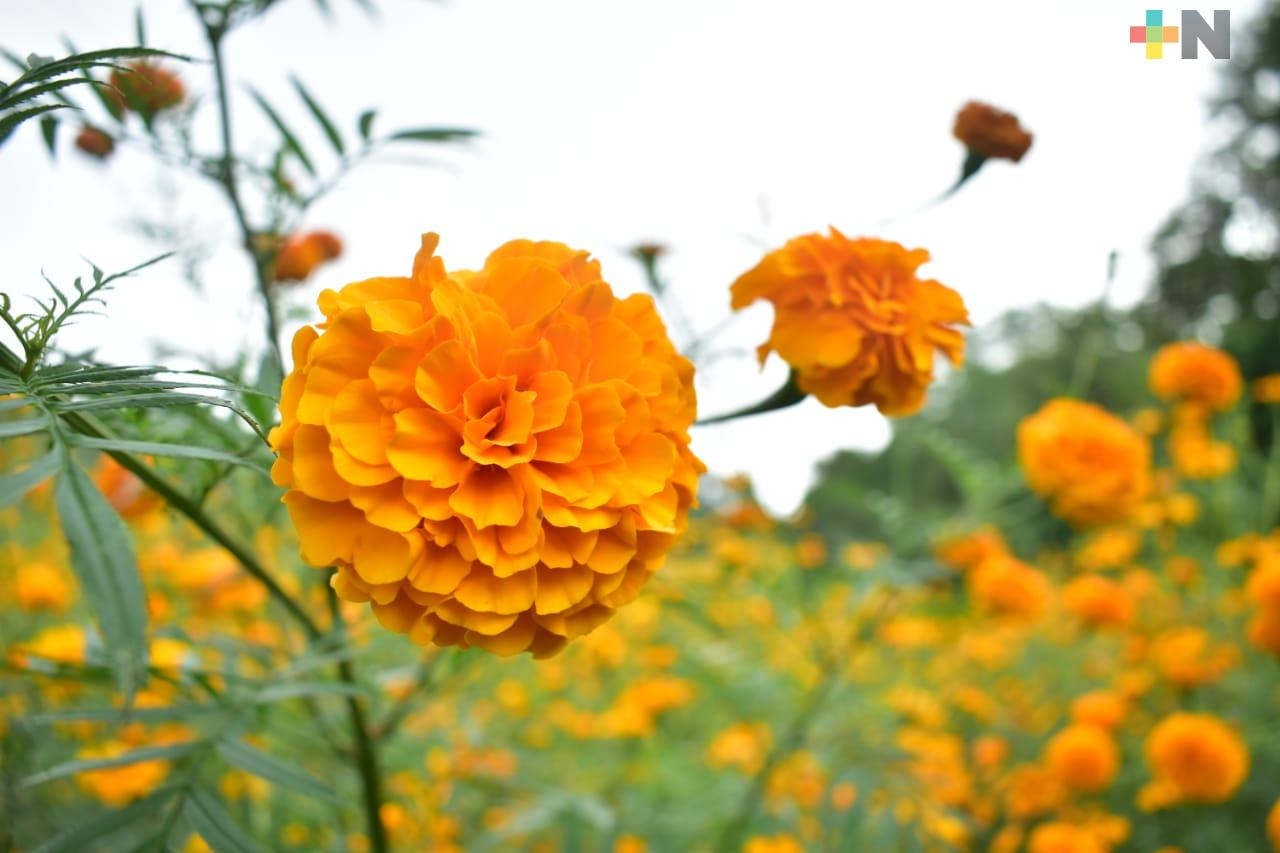 Productores de cempasúchil en Tantoyuca esperan recuperación económica