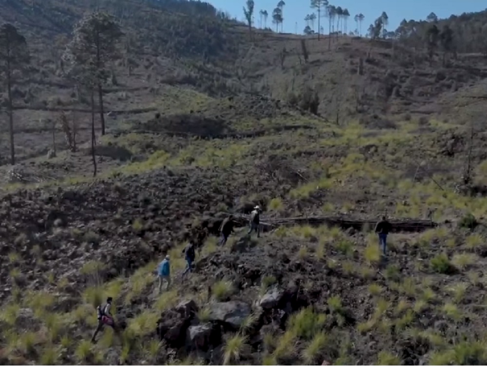 Sistema de reforestación aplicado en San Juan del Monte se utilizará en la entidad