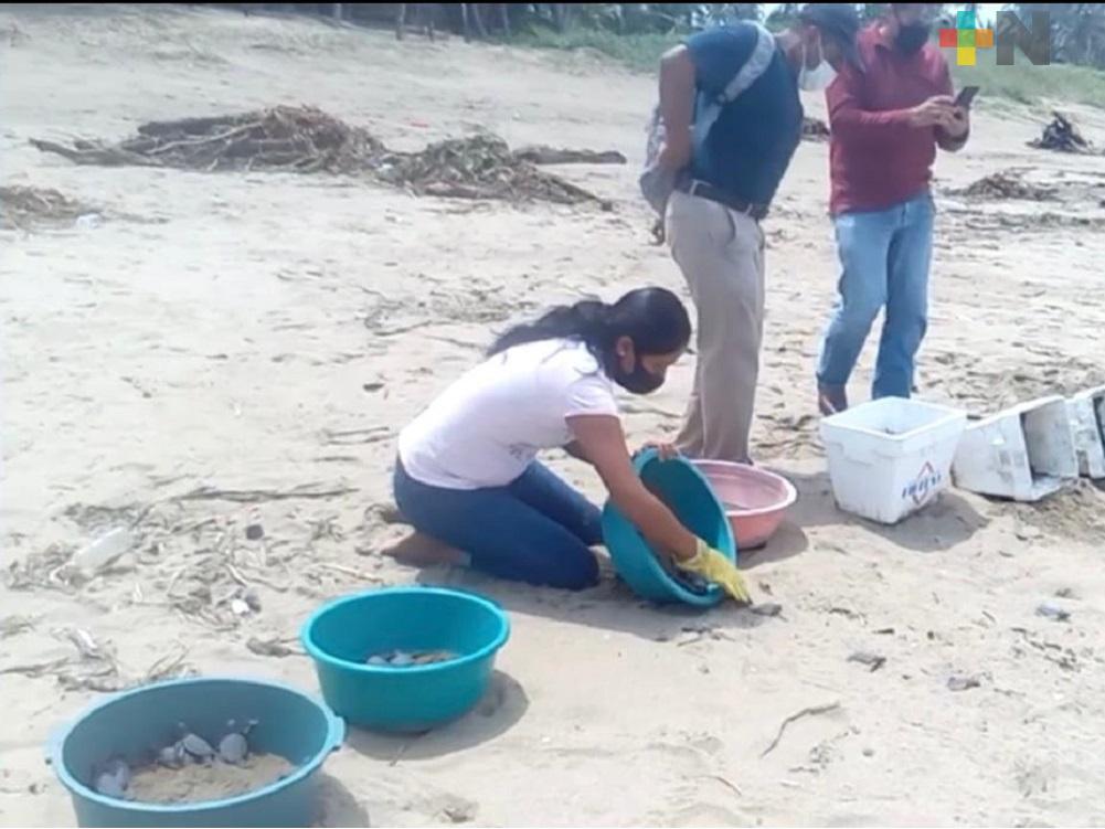 Liberan crías de tortugas en playas de Guillermo Prieto de Coatzacoalcos
