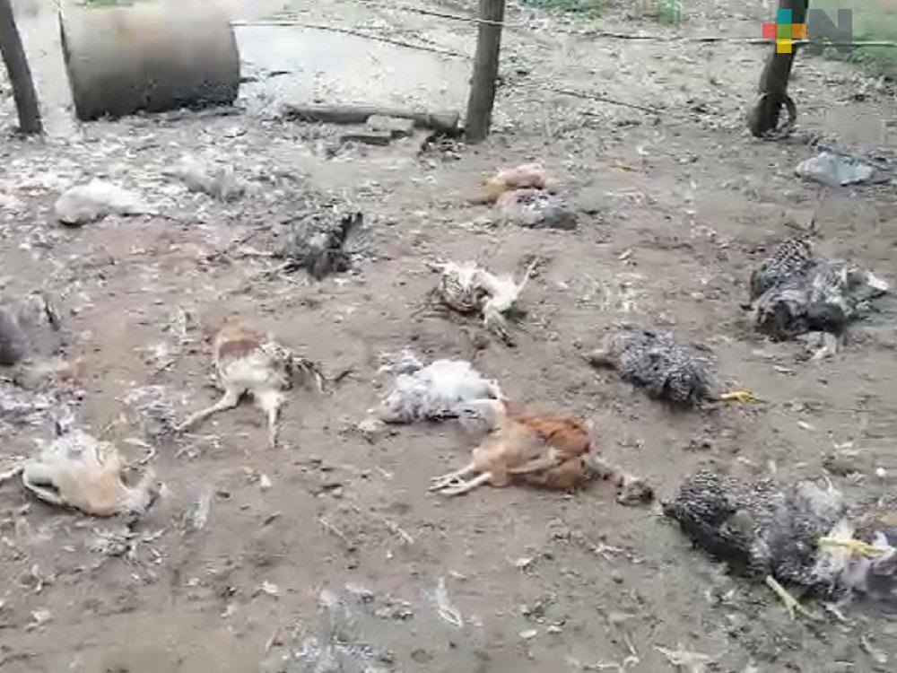 Reportan extrañas muertes de animales traspatio en San Juan Evangelista
