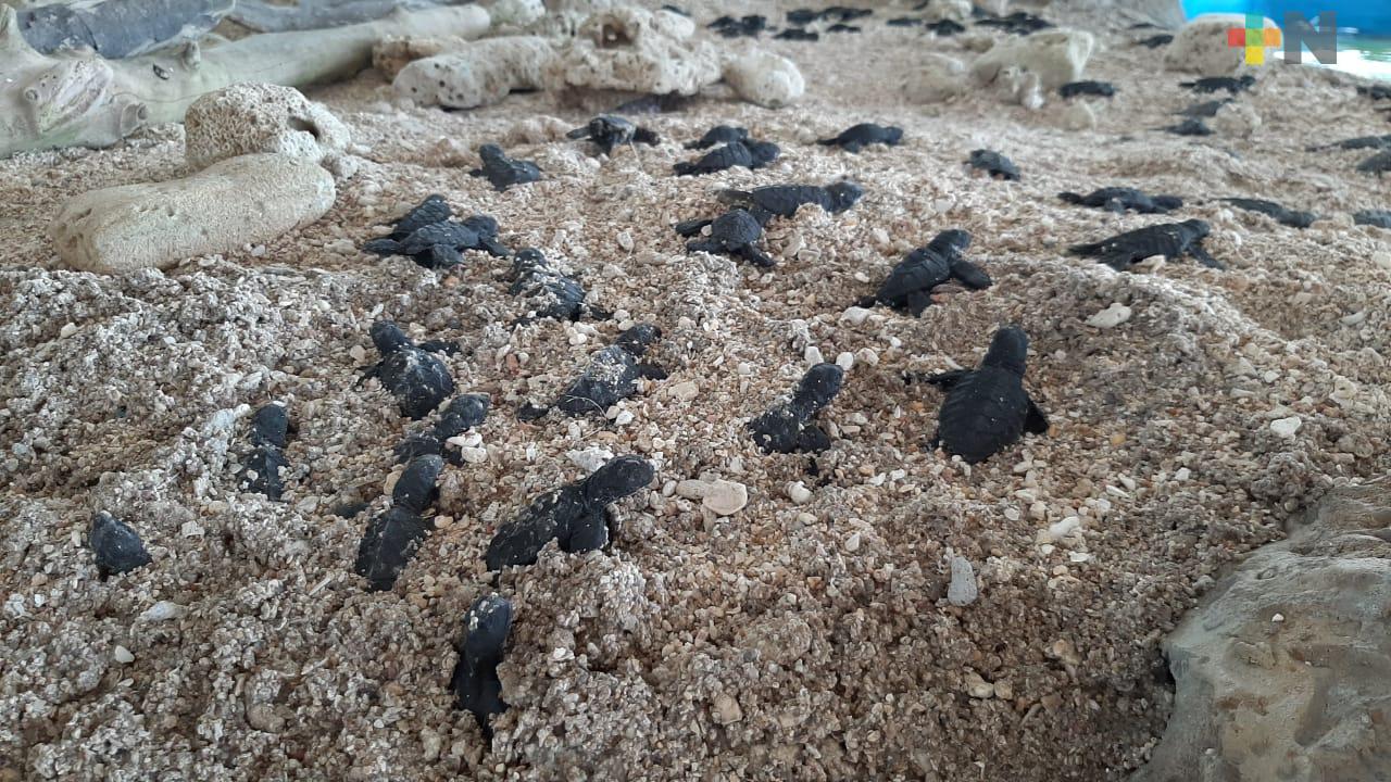 Reportan temporada alta de anidación de tortugas marinas en el estado de Veracruz