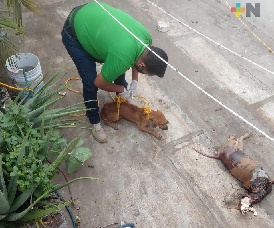Rescatan a perro abandonado; se comía a otro muerto, en Veracruz