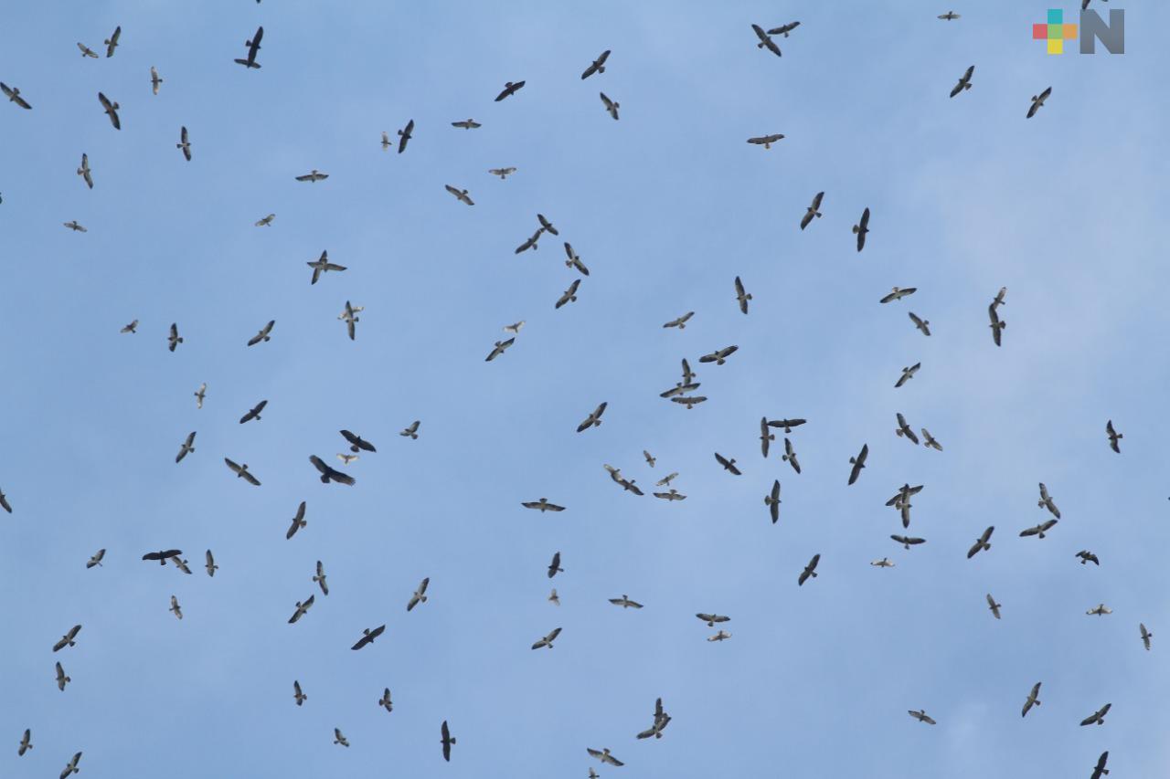 En otoño, pasan más de 5 millones de aves migratorias  por el estado de Veracruz