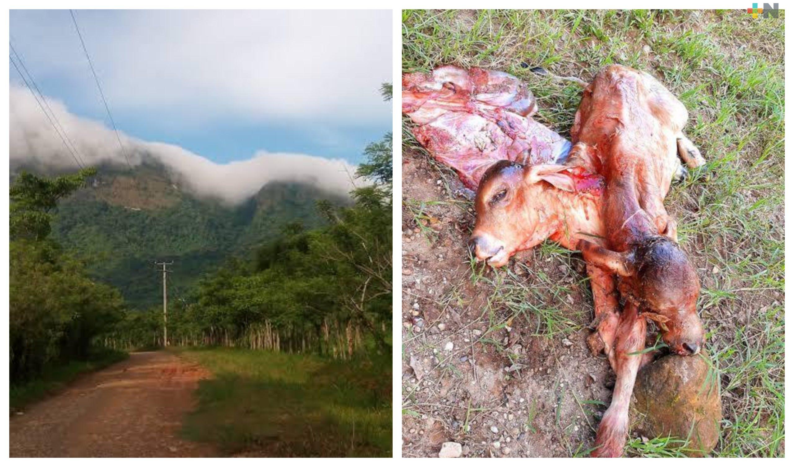 Nacimiento de becerro de dos cabezas causó asombro en Las Choapas