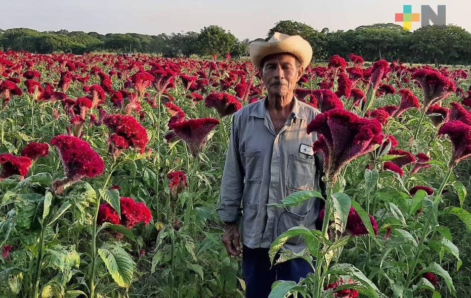 Flor Moco de Pavo no puede faltar en el Día de Muertos