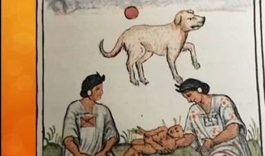 Analizan la presencia del perro mexicano durante el virreinato de la Nueva España