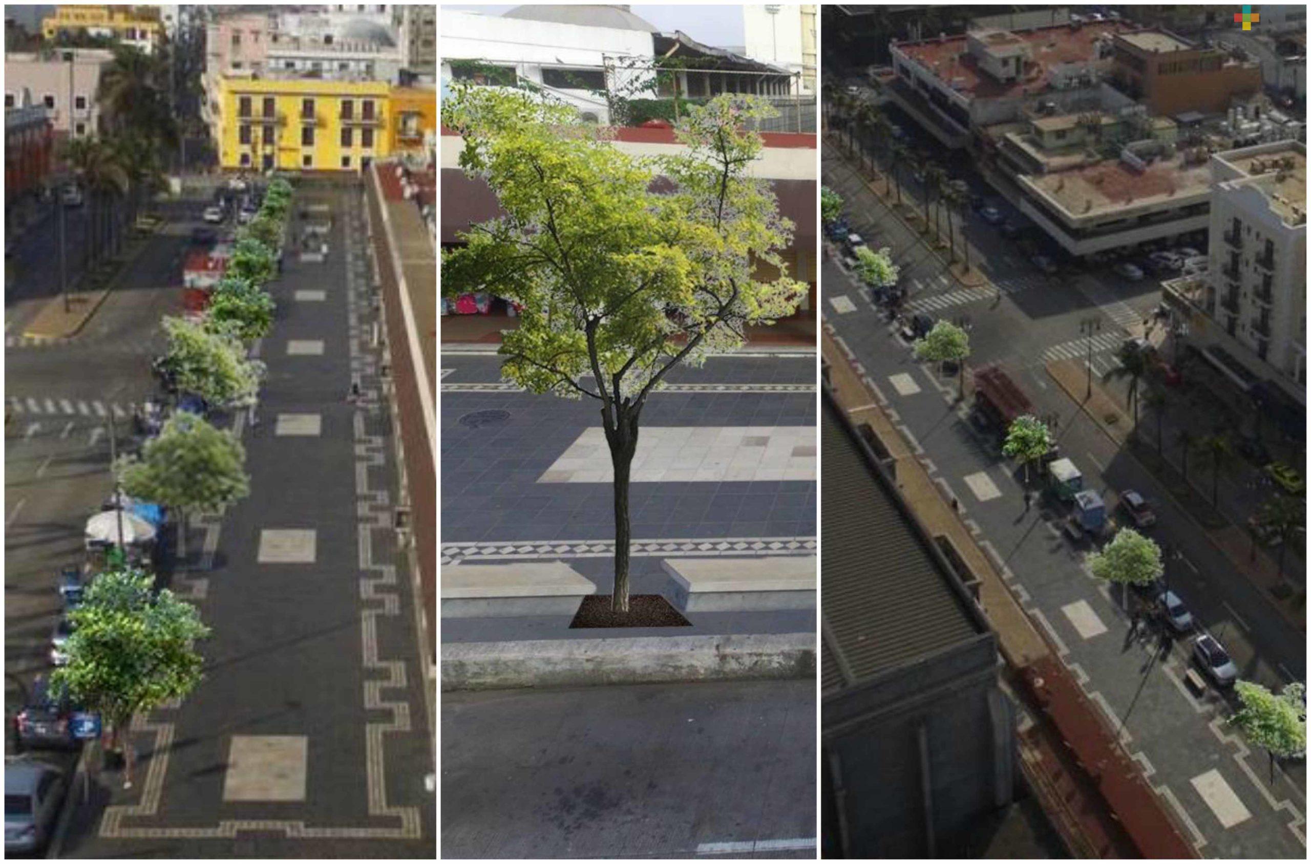 Proponen plantar árboles en el malecón de Veracruz