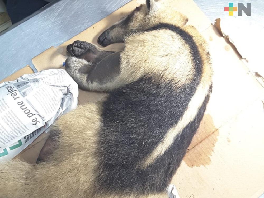 Persona desconocida machetea y provoca muerte de oso hormiguero, en Coatzacoalcos