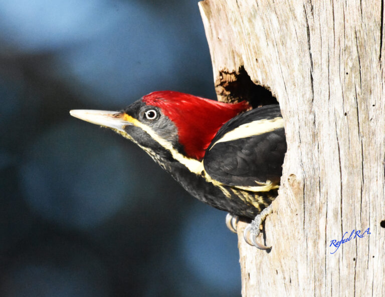 Presenta IVEC la exposición virtual Colores que vuelan, fotografías de Rafael Ruiz Arroyo