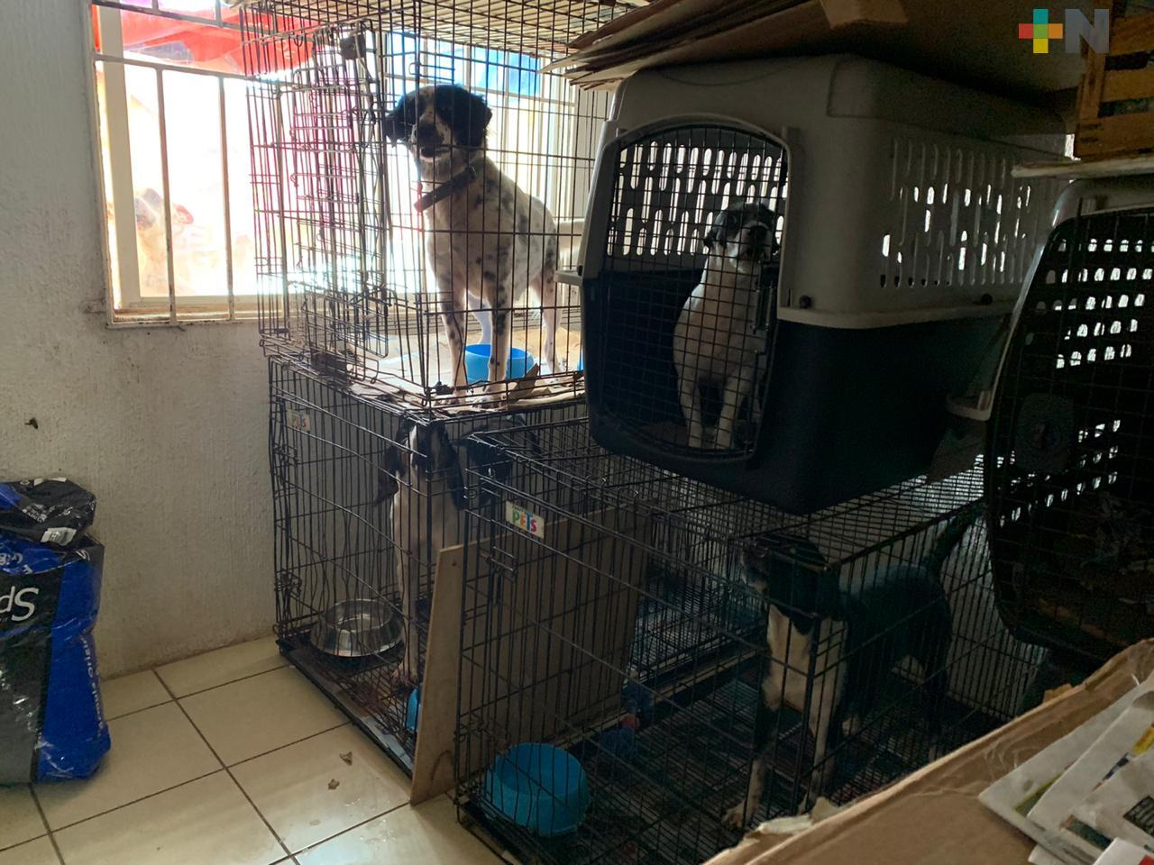 Piden apoyo para continuar atención de animales de la calle en Coatzacoalcos