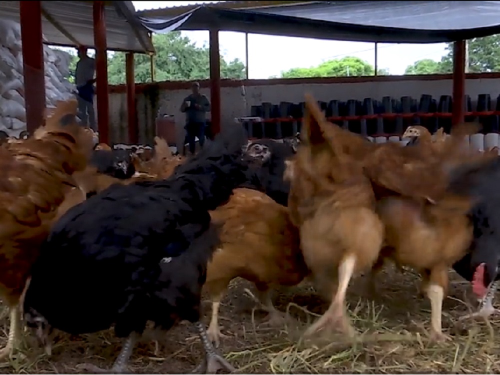 DIF de Veracruz ha entregado cerca de 900 mdp en Proyectos Productivos en todo el estado