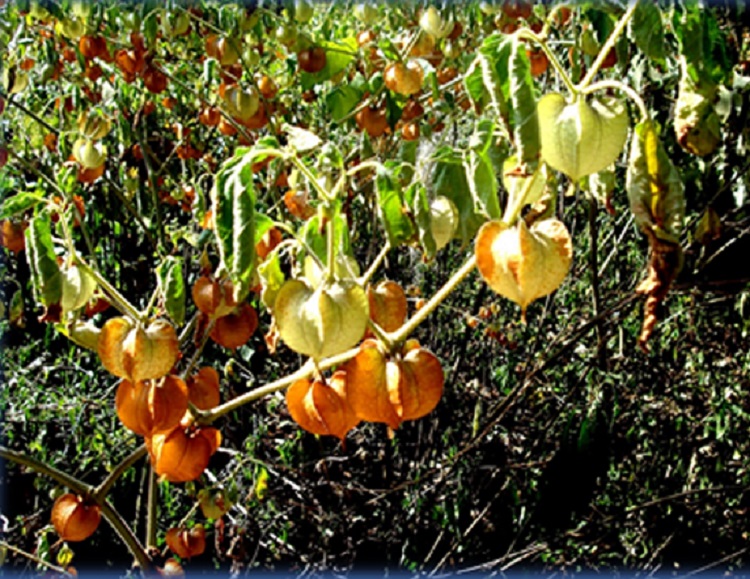 Derivados de planta arrojan buenos resultados para tratar cáncer de mama