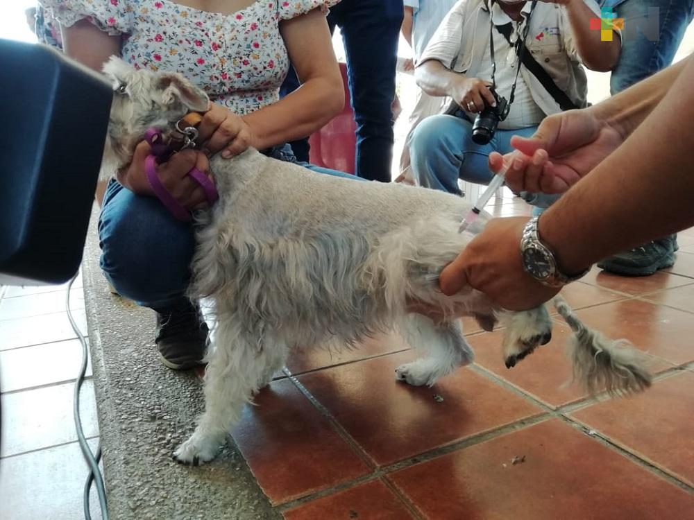 En Huayacocotla llevarán a cabo campaña de vacunación antirrábica