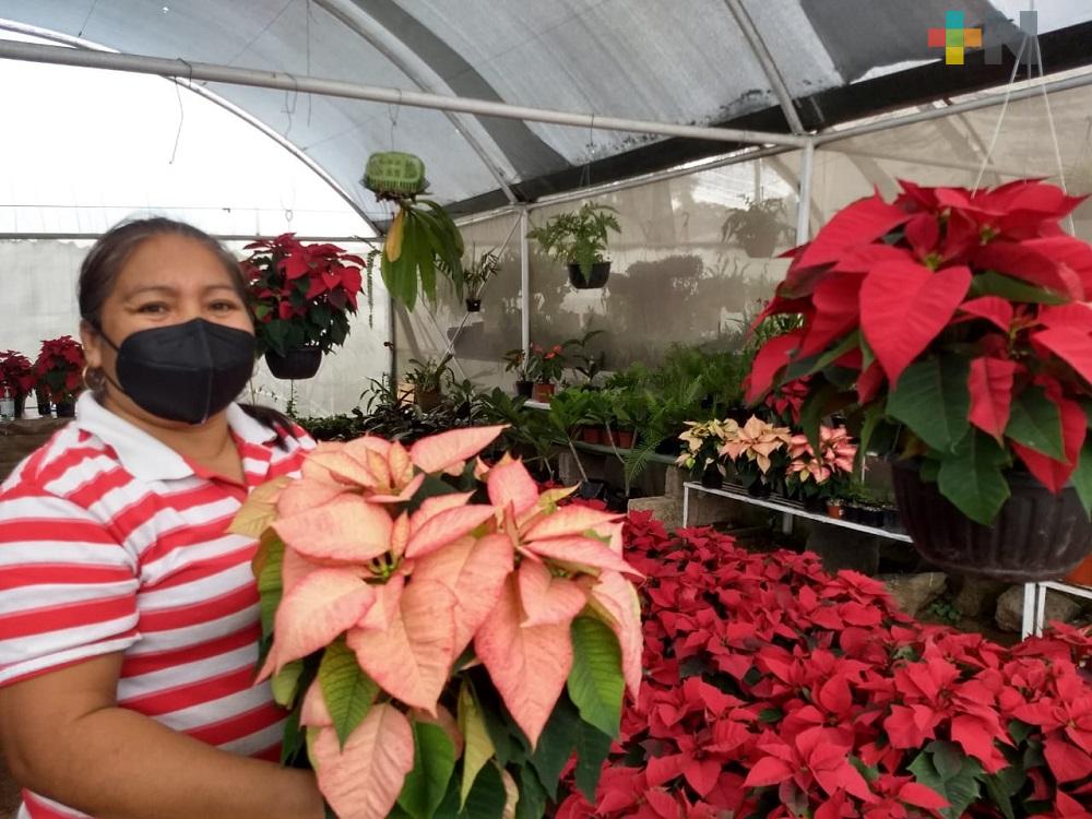 Por temor a vender poco, productores disminuyen siembra de Flor de Nochebuena